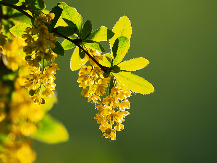 Berberine extracted from Berberis aristata roots for glucose metabolism