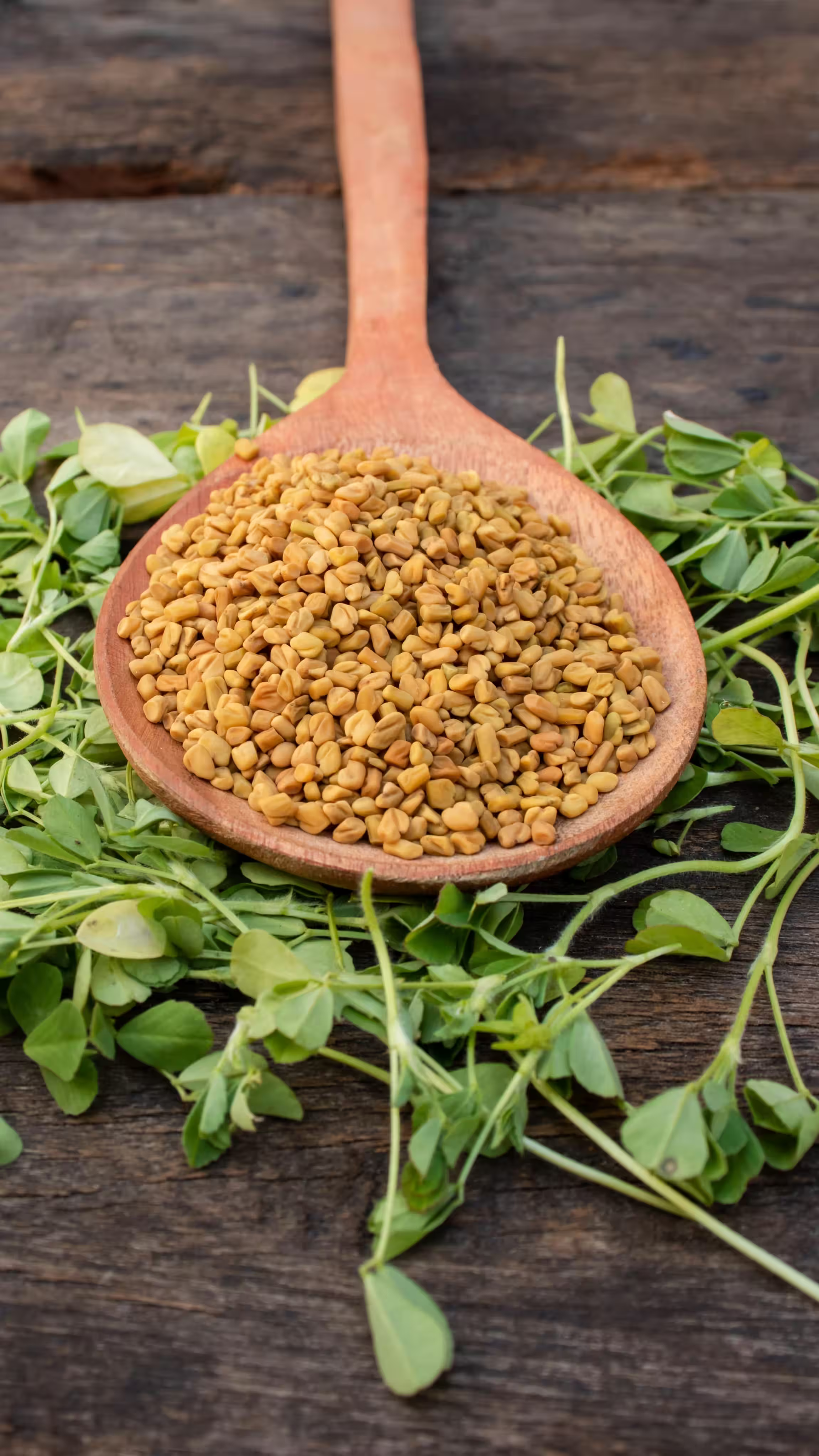 Fenugreek seeds with high fiber content and anti-diabetes properties