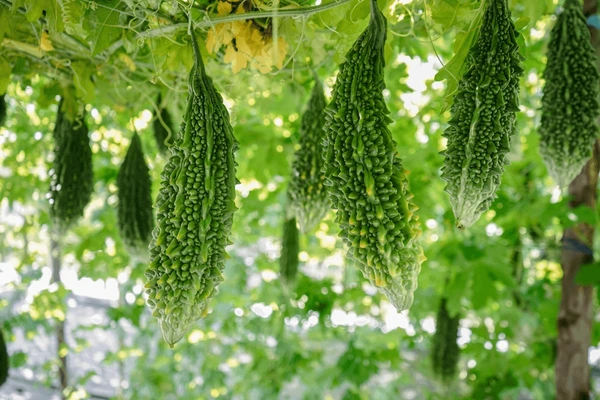 Karela extract with anti-oxidant and antidiabetic properties